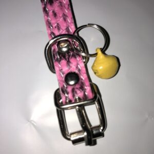 cat kitten collars